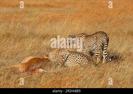 Cheetah (Acinonyx jubatus), der beim Essen von Impala Mutter und Kind tötet, Masai Mara, Kenia Stockfoto