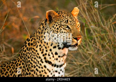 Afrikanische Leoparden (Panthera pardus), Raubtiere, Säugetiere, Tiere, weibliche Leoparden, Nahaufnahme des Kopfes, starrt in die Ferne, Sabi Sands Stockfoto