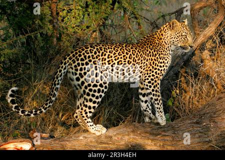 Afrikanische Leoparden Nischenleoparden (Panthera pardus), Raubtiere, Säugetiere, Tiere, 42 Monate alte Leoparden, die auf gefallenem Baumstamm stehen, Sabi Sands Game Stockfoto