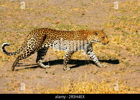 Afrikanische Leoparden Nischenleoparden (Panthera pardus), Raubtiere, Säugetiere, Tiere, Leopardenweibchen, die tagsüber wandern, Okavango Delta, Botsuana Stockfoto