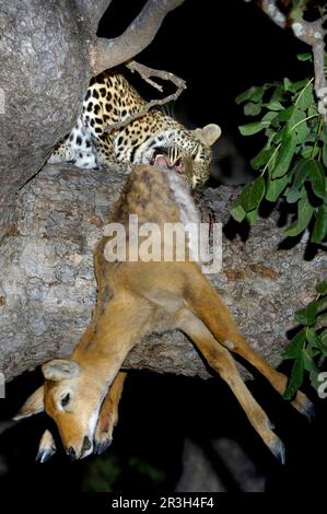 Afrikanische Leoparden (Panthera pardus), Raubtiere, Säugetiere, Tiere, ausgewachsener Leopard, Nachtruhe von Puku (Kobus vardonii) im Baum Stockfoto