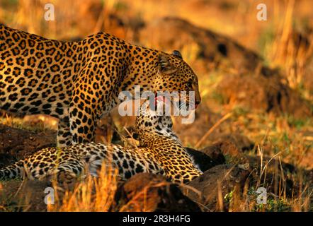 Afrikanischer Leopard (Panthera pardus pardus), Erwachsene Frau mit jungen, gemeinsame Pflege des Fells Stockfoto