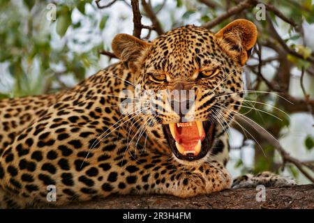 Afrikanischer Leopard (Panthera pardus Pardus), männlich, männlich, Nahaufnahme des Kopfes, knurrt, ruht auf einem Ast im Baum, Sabi Sand Game Reserve, Greater Kruger Stockfoto