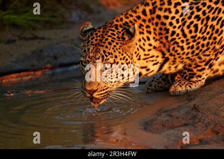 Afrikanischer Leopard (Panthera pardus Pardus), männlich, Nahaufnahme von Kopf und Vorderpfoten, trinkend aus Pfütze, Sabi Sand Game Reserve, Greater Kruger N.. Stockfoto