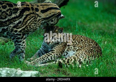 Ozelot, Ozelots (Felis pardalis) Katzen, Raubtiere, Säugetiere, Tiere, Ozelot Männchen, weiblicher Grußkopf, Banham Zoo Stockfoto