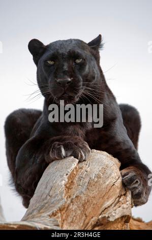 Afrikanische Leoparden-Nischenleoparden (Panthera pardus), Raubtiere, Säugetiere, Tiere, melanistische Phase des Leoparden „Schwarzen Panther“, erwachsen, auf Baumstamm, gefangen Stockfoto