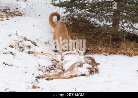 Cougar (Cougar concolor), ausgewachsener, zerrender Überreste von Weißwedelhirschen (Odocoileus virginianus), die unter Bäumen unter den Aasfressern verstreut werden, im Schnee Stockfoto