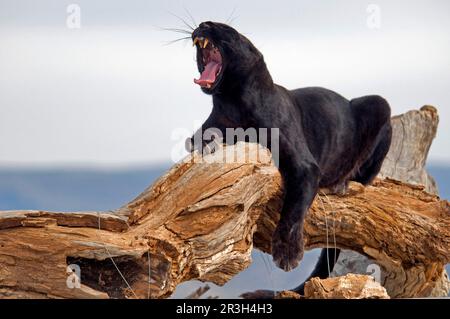 Afrikanische Leoparden-Nischenleoparden (Panthera pardus), Raubtiere, Säugetiere, Tiere, melanistische Phase des Leoparden „Schwarzer Panther“, erwachsen, gähnt, ruht sich aus Stockfoto