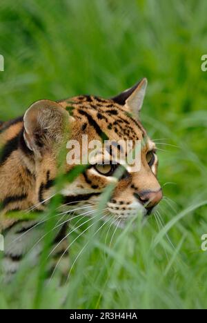 Ozelot, Ozelots (Felis pardalis) Katzen, Raubtiere, Säugetiere, Tiere, Ozelot Erwachsene, Nahaufnahme des Kopfes unter Gräsern Stockfoto