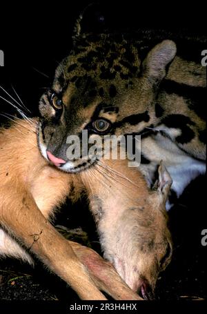 Wolkenleopard (Neofelis nebulosa), Raubtiere, Säugetiere, Tiere, Wolkenleopard männlich mit Sumpfwild. S E ASIEN (S) Stockfoto