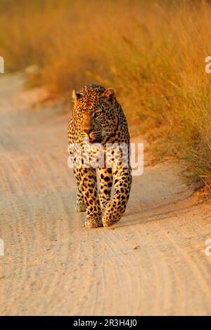 Afrikanischer Leopard (Panthera pardus pardus) Leoparden Nische Leoparden, Raubtiere, Säugetiere, Tiere Leoparden männlich, Wandern entlang der Strecke, Sabi Sandspiel Stockfoto