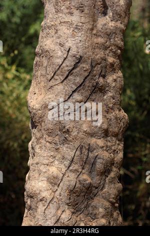 Indischer Tiger (Panthera tigris tigris) Kratzspuren am Baumstamm, Kanha N. P. Madhya Pradesh, Indien, november, Kratzspuren an Baumstamm Stockfoto