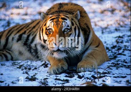 Sibirischer Tiger (Panthera tigris altaica), sibirischer Tiger, Amurtiger, Tiger, große Katzen, Raubtiere, Säugetiere, Tiere, sibirischer Tiger männlich im Schnee Stockfoto