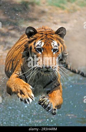 Indischer Tiger (Panthera tigris), Königlicher Bengalischer Tiger, Tiger, Raubtiere, Säugetiere, Tiere, Indianer-Tiger-Erwachsener, springt ins Wasser Stockfoto