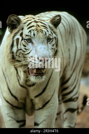 Tiger (Panthera tigris), Großkatzen, Raubtiere, Säugetiere, Tiere, Nahaufnahme des weißen Tigers, gefangen Stockfoto