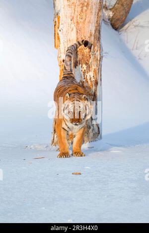 Sibirischer Tiger (Panthera tigris altaica), sibirischer Tiger, Amurtiger, Tiger, große Katzen, Raubtiere, Säugetiere, Tiere, sibirischer Tiger männlich, Duft Stockfoto