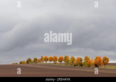 Bilder der Herbststimmung aus dem Harz-Gebirge Stockfoto