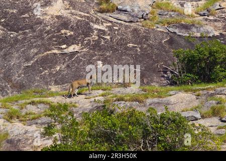 Sri-lankischer sri-lankischer Leopard (Panthera pardus kotiya), Erwachsener, der auf Granitfelsen in seinem Lebensraum, Sri Lanka, steht Stockfoto