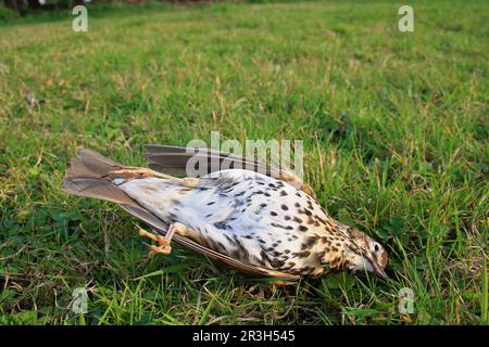 Sängerdrossel (Turdus philomelos) auf Rasen, getötet von Hauskatze, England, Großbritannien Stockfoto