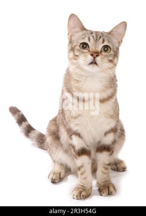 Hauskatze, Klassische Schokolade Tabby, Asiatisch, Erwachsener, Sitzen Stockfoto