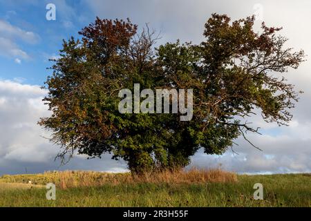 Bilder der Herbststimmung aus dem Harz-Gebirge Stockfoto