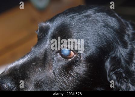 Englischer Cocker Spaniel mit Katarakt, Katarakt Stockfoto