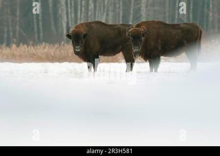 Europäische Bisons (Bison bonasus) zwei Erwachsene, die auf einem schneebedeckten Feld stehen, Woiwodschaft Bialowieza N. P. Podlaskie, Polen Stockfoto