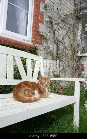 Hauskatze, Ingwer und weißer Tabby, Erwachsener, ruht auf einer Gartenbank, England, Großbritannien Stockfoto