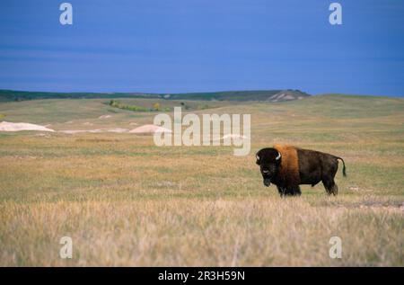 American Bison (Bison Bison) Stehend, Badlands NP. South Dakota (größtes geschütztes Grasland der USA) Stockfoto