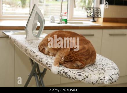 Hauskatze schläft auf dem Bügelbrett, neben dem Bügeleisen, rot-tabby-weiß, England, Bügelbrett, Eisen Stockfoto