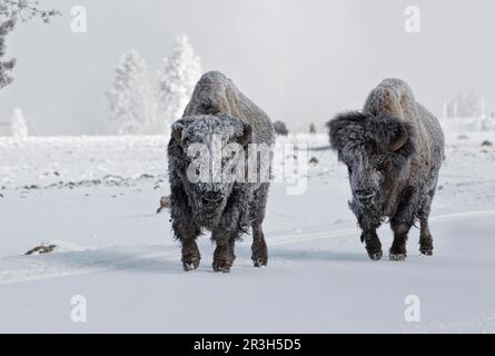 North American Bison (Bison Bison) zwei Erwachsene Männer, die auf einer schneebedeckten Straße wandern, Yellowstone N. P. Wyoming (U.) S. A. Stockfoto