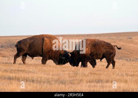 Plains Bison (Bison Bison) zwei Erwachsene Männer, kämpfen in Shortgrass Prairie, West Block, Grasslands N. P. Southern Saskatchewan, Kanada Stockfoto