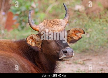 Gaur (Bos gaurus gaurus) unreif, Nahaufnahme des Kopfes, belästigt von Fliegen, Nutria, Assam, Indien Stockfoto