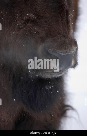 Nahaufnahme des Bisonkopfes mit Nase und Mund Stockfoto