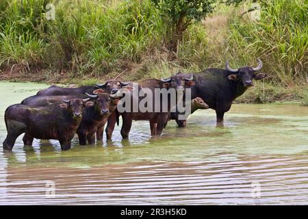 Bubalus arnee f. bubalis, Wasserbüffel, asiatischer Wasserbüffel (Bubalus arnee) Büffel, Huftiere, gleichzehige Huftiere, Rinder, Säugetiere, Tiere, Wasser Stockfoto