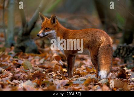 Rotfüchse, Rotfüchse (Vulpes vulpes), Füchse, Füchse, Hunde, Raubtiere, Säugetiere, Tiere, Red Fox Female, auf toten Blättern, gefangen, Wildwood Centre UK. S) Stockfoto