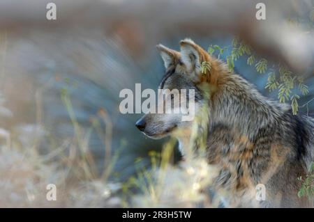 Mexikanischer Wolf (Canis lupus baileyi), Erwachsener, Kopf inmitten von Vegetation, gefangen, New Mexico (U.) S.A. Stockfoto