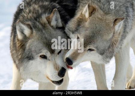 Wolf, graue Wölfe (Canis lupus), hundeähnliche, Raubtiere, Säugetiere, Tiere, Grauer Wolf Erwachsene, Nahaufnahme der Köpfe, einer leckt andere, Maulkorb, im Schnee Stockfoto