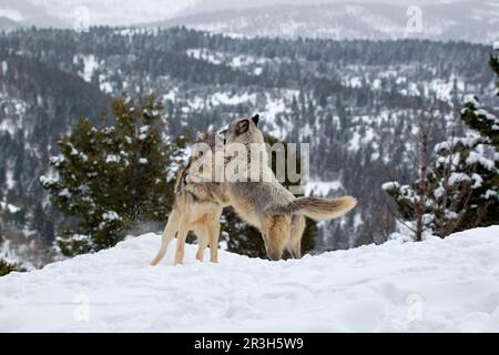 Graues Wolfspaar (Canis Lupus), Erwachsenenpaar, in der Saison springt die Frau auf das Männchen im Schnee, utricularia ochroleuca (U.) (U.) S. A, Januar (in Stockfoto