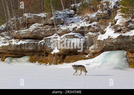 Ausgewachsener grauer Wolf (Canis Lupus), der unter felsigem Lebensraum auf Schnee wandert, mit gefrorener unterirdischer Quelle im Hintergrund, Minnesota, USA Januar (in Stockfoto