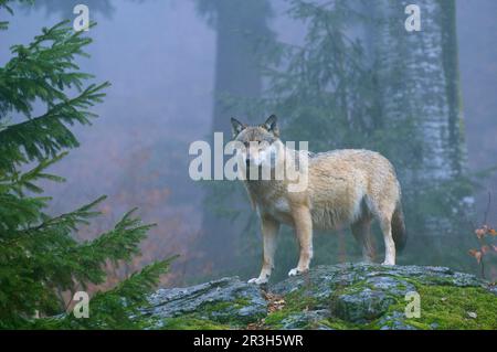 Europäischer Wolf (Canis lupus), Erwachsener, auf Felsen stehend, im nebligen Montanwald, Bayerischer Wald N. P. Bayern, Deutschland Stockfoto