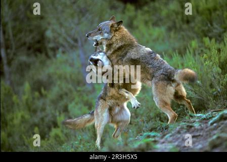 Iberischer Wolf, iberische Wölfe (Canis lupus signatus), Wolf, Wölfe, Hunde, Raubtiere, Säugetiere, Tiere, iberische zwei Männer kämpfen Stockfoto