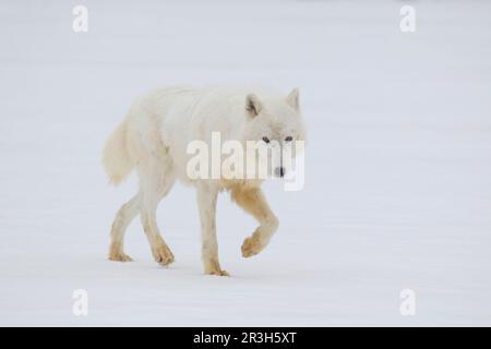 Arktischer Wolf, arktische Wölfe, arktische Wölfe (Canis lupus arctos), Wolf, Wölfe, Hunde, Raubtiere, Säugetiere, Tiere, arktischer Wolf, erwachsen, auf Schnee Stockfoto