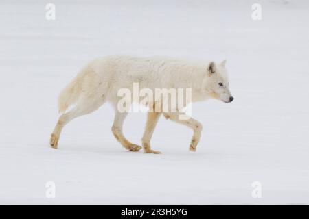 Arktischer Wolf, arktische Wölfe, arktische Wölfe (Canis lupus arctos), Wolf, Wölfe, Hunde, Raubtiere, Säugetiere, Tiere, arktischer Wolf, erwachsen, auf Schnee Stockfoto