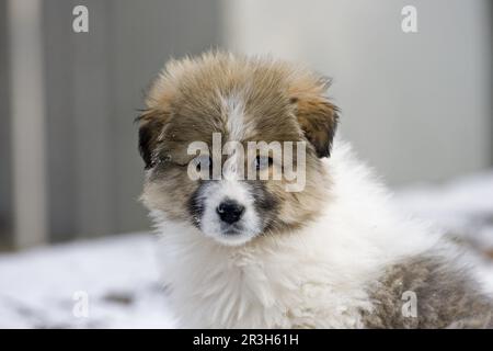 Kaukasischer Owtscharka, Welpe, Bulgarien Stockfoto