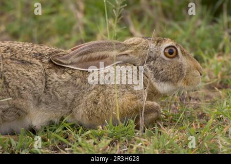 Kap-Hasen, Kap-Hasen, Wüstenhasen, Kap-Hasen (Lepus capensis), Hasen, Nagetiere, Säugetiere, Tiere Hasen, Tansania Stockfoto