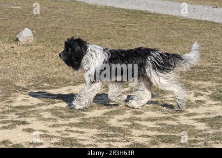 Haushund, Schapendos, Holländischer Hirte, Schäferhund, Schäferhund, Erwachsener, Laufen Stockfoto