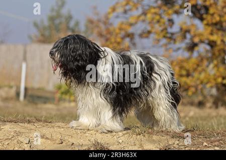 Haushund, Schapendos, Holländischer Hirte, Schäferhund, Schäferhund, Erwachsener, Stehend Stockfoto