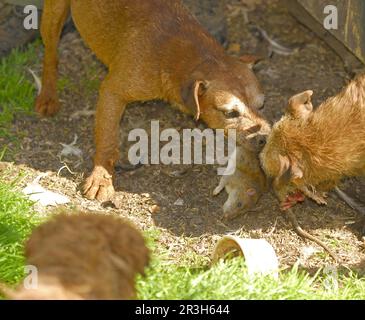 Haushund, Grenzterrer, Angriff auf die Braune Ratte (Rattus norvegicus), Ratte auf dem Bauernhof, England, Vereinigtes Königreich Stockfoto