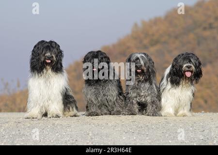 Haushund, Schapendos, Holländischer Schäferhund, Schäferhund, Vier Erwachsene, Sitzen Stockfoto